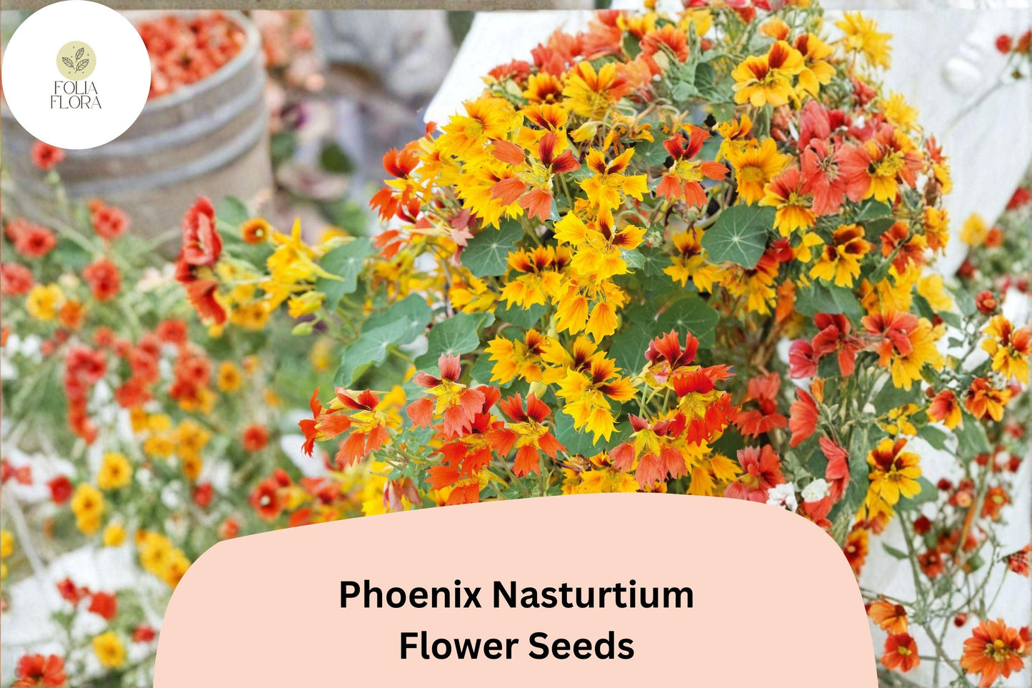 50+ Phoenix Nasturtium Seeds | Tropaeolum majus | Frilled Red-Orange Blooms | Unique Climbing Annual for Garden