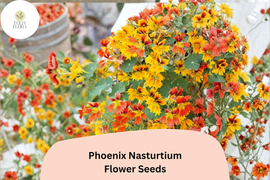 50+ Phoenix Nasturtium Seeds | Tropaeolum majus | Frilled Red-Orange Blooms | Unique Climbing Annual for Garden
