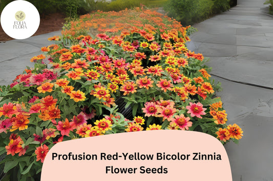 100+ Profusion Red-Yellow Zinnia Seeds | Bicolor Annual Flowers for Garden Planting | Easy Grow Cut Flowers, Pollinator Friendly