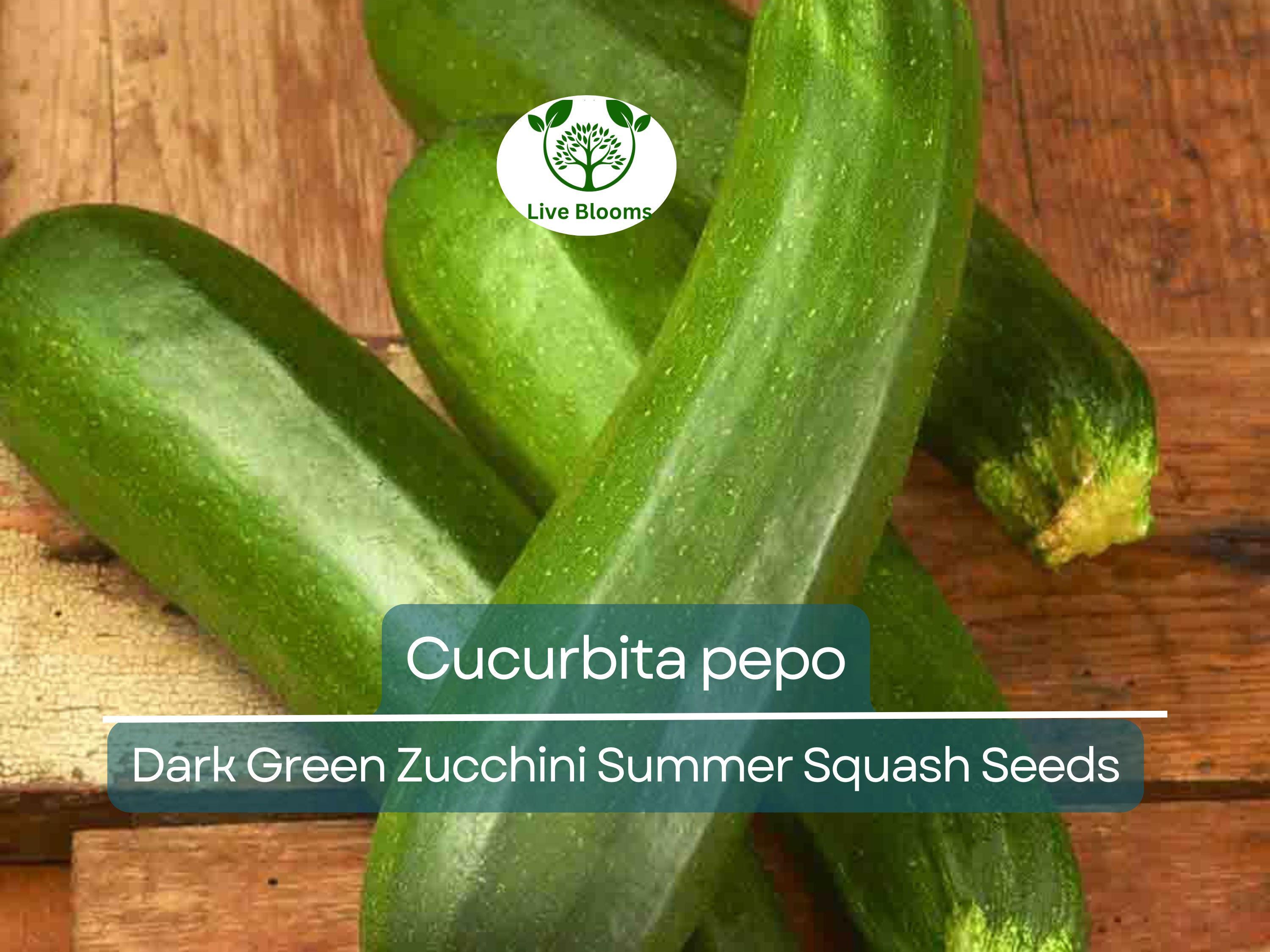 1 Gram Seeds Dark Green Zucchini Summer Squash – Cucurbita pepo | High-Yield Vegetable for Planting & Gardening