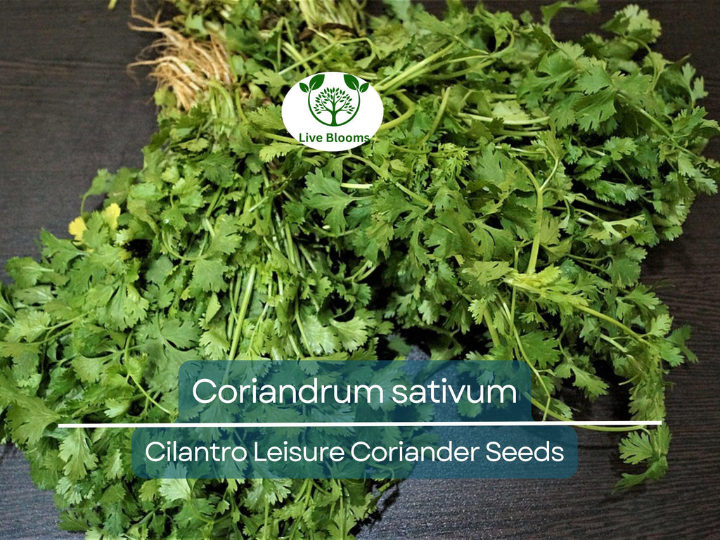 175 Cilantro Seeds - Coriander for Planting (Coriandrum sativum) - Fresh Herb for Kitchen Garden, Culinary Use, & Home Planting