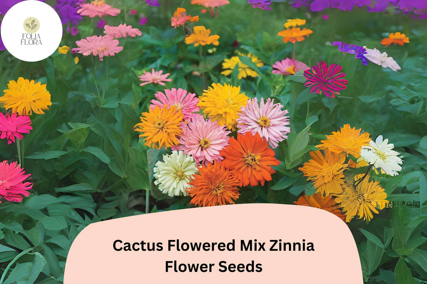 100+ Cactus Flowered Mix Zinnia Seeds – Spiky Petaled Blooms for Summer Gardens & Cut Flowers