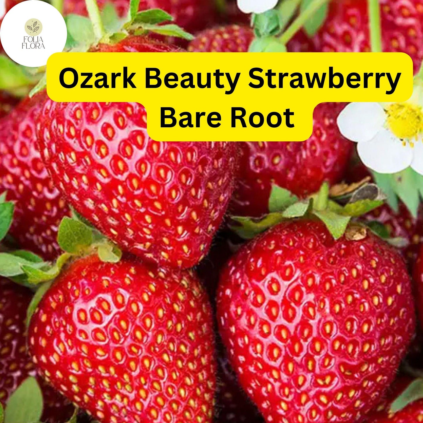 10 Ozark Strawberry Plants | Live Bare Root Everbearing | Fragaria × ananassa Garden Fruit