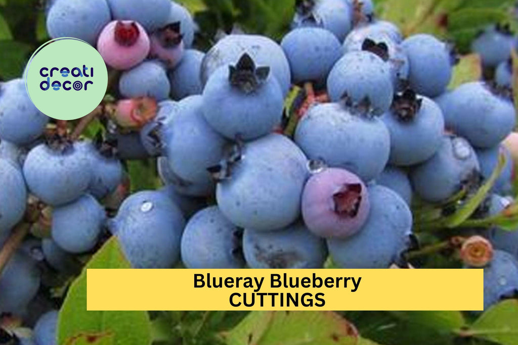 1 Blueray Blueberry Rooted Cutting – One-Year-Old Starter Plant for Garden or Pots – Sweet High-Yield Variety – USA