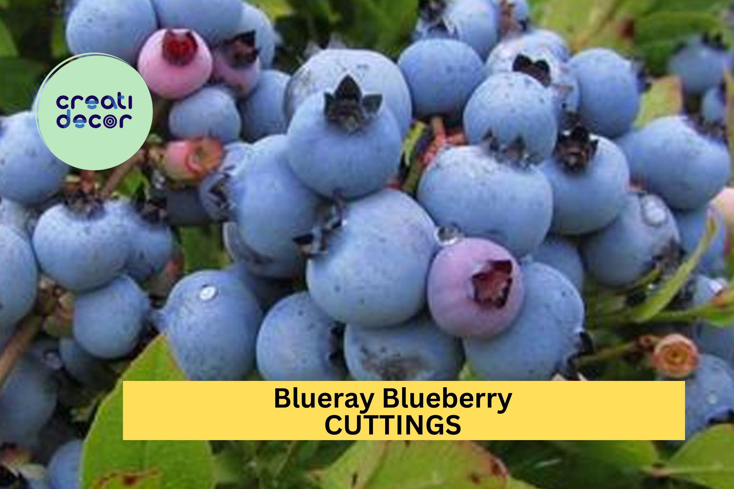 1 Blueray Blueberry Rooted Cutting – One-Year-Old Starter Plant for Garden or Pots – Sweet High-Yield Variety – USA
