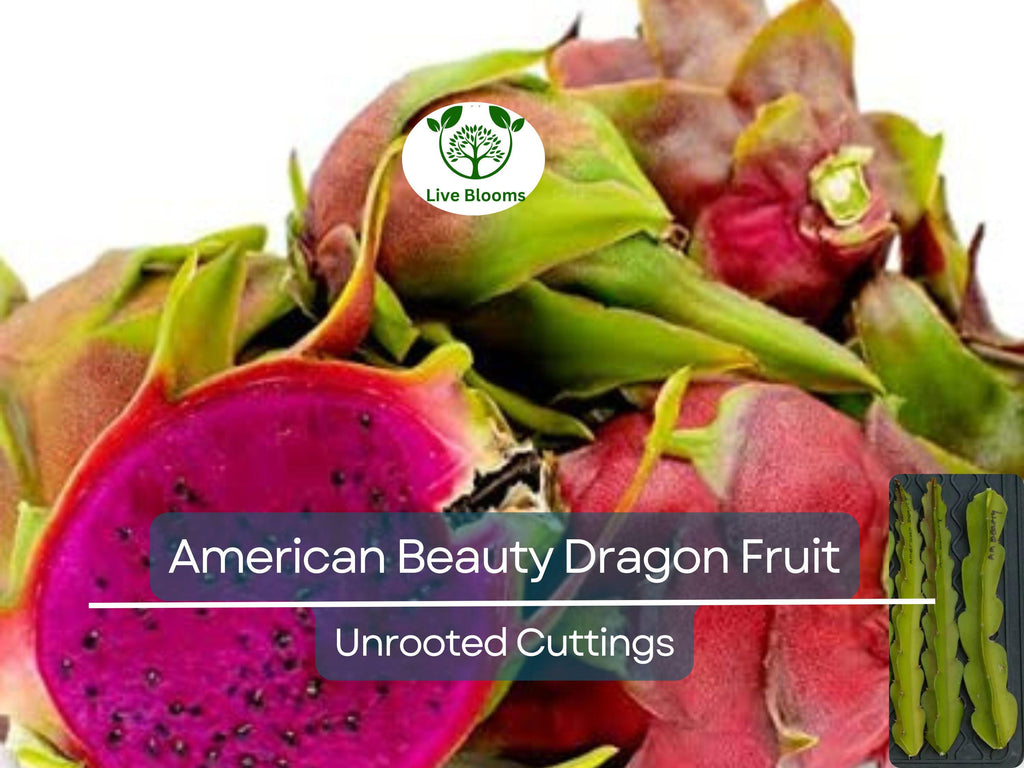3 American Beauty Dragon Fruit Unrooted Cuttings 8-10", Self Pollinating (Hylocereus undatus), Edible Fruit Cactus, Grow Your Own Pitaya