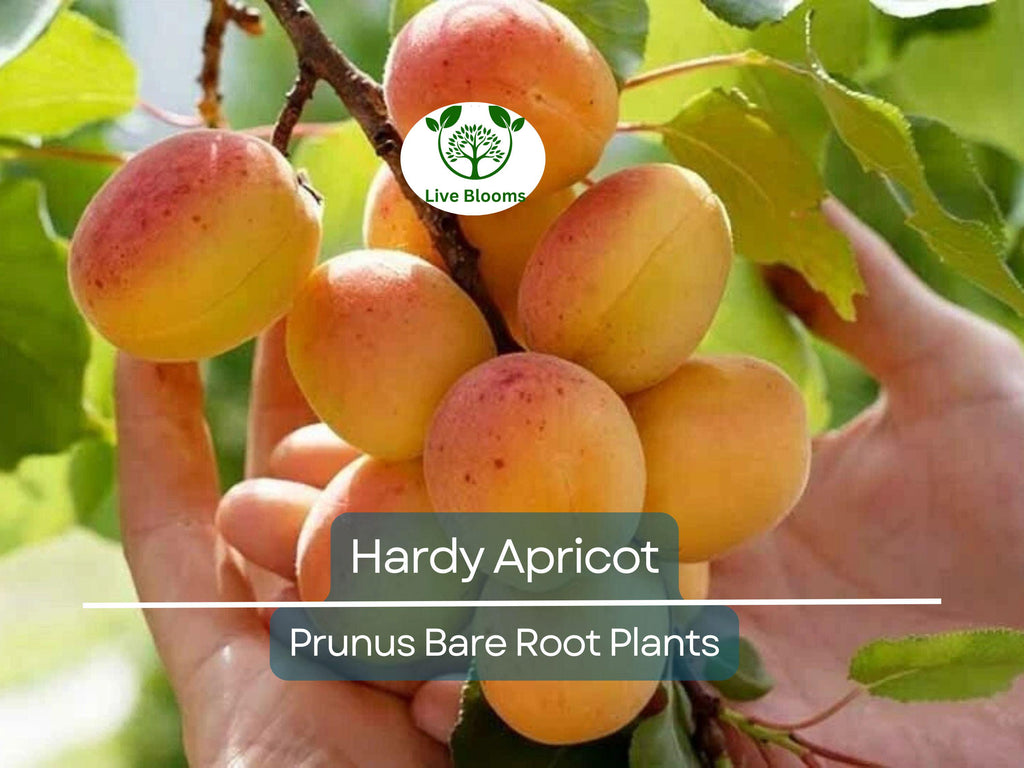 1 Hardy Apricot Tree - Bare Root Edible Tree (Prunus armeniaca) Zones 5-8, Self-Pollinating, Cold Hardy Fruit Tree/Shrub for Home Garden