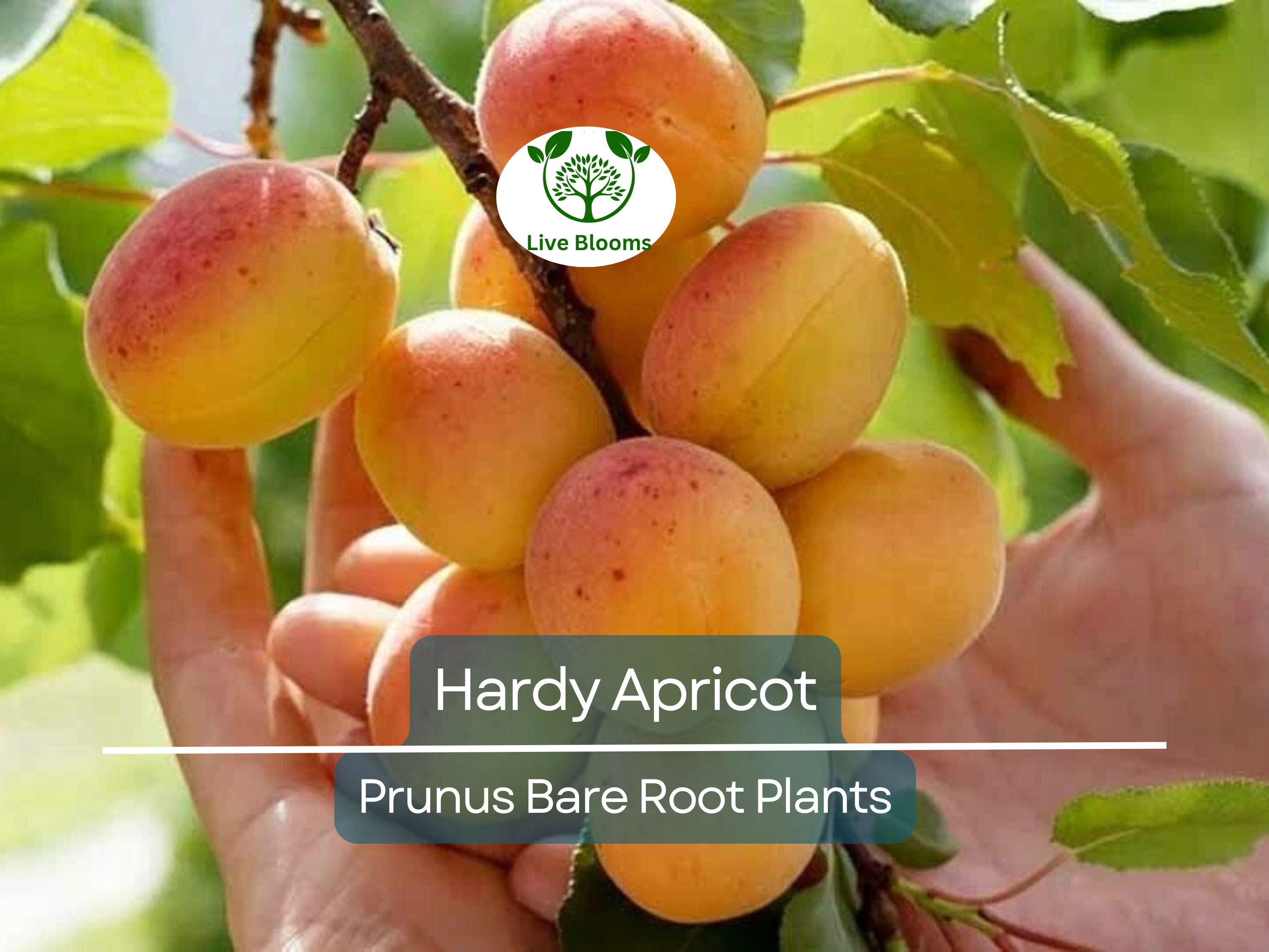 1 Hardy Apricot Tree - Bare Root Edible Tree (Prunus armeniaca) Zones 5-8, Self-Pollinating, Cold Hardy Fruit Tree/Shrub for Home Garden
