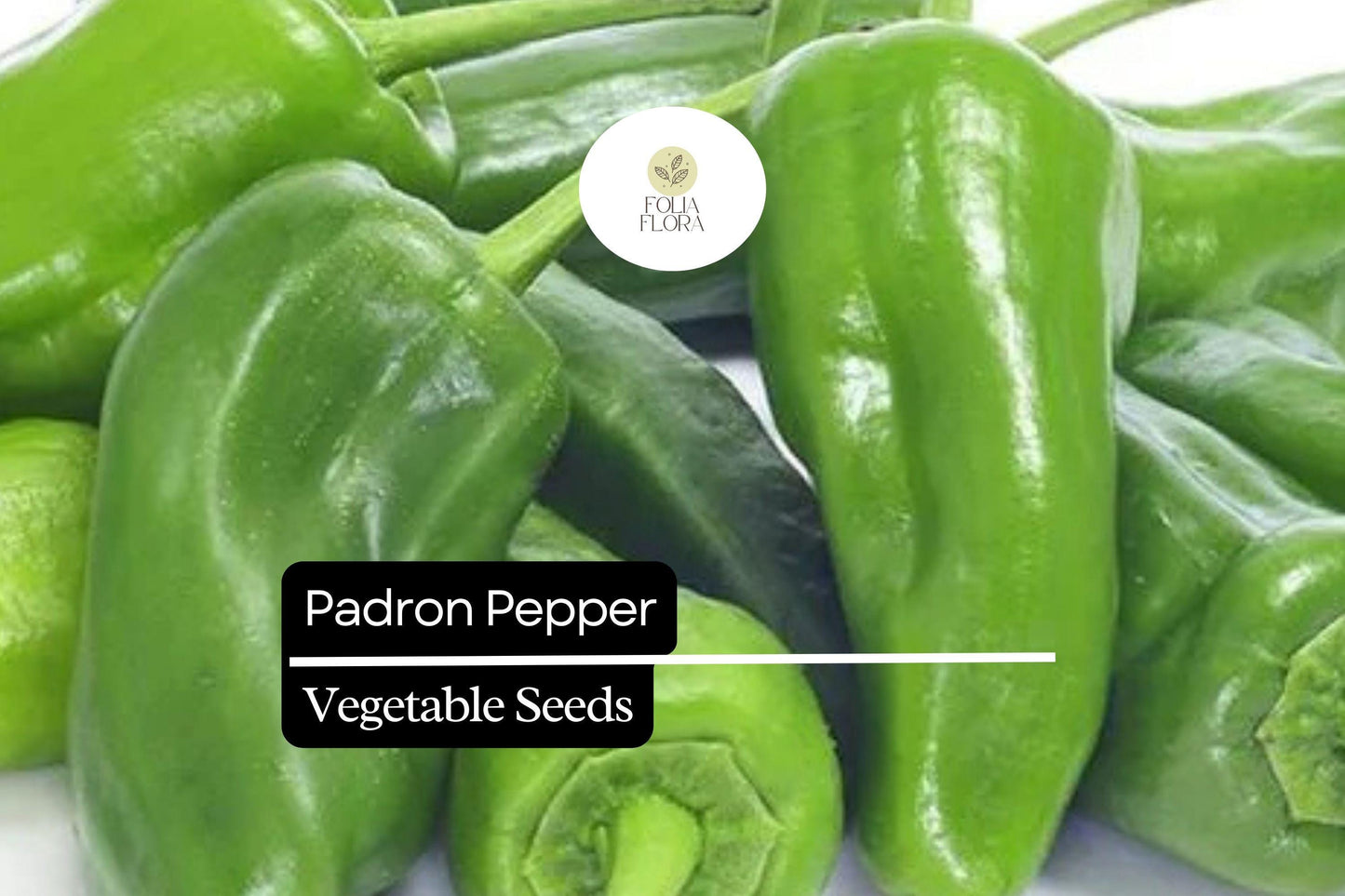 10 Seeds Padron Pepper (Capsicum annuum) – Mild, Flavorful Spanish Pepper