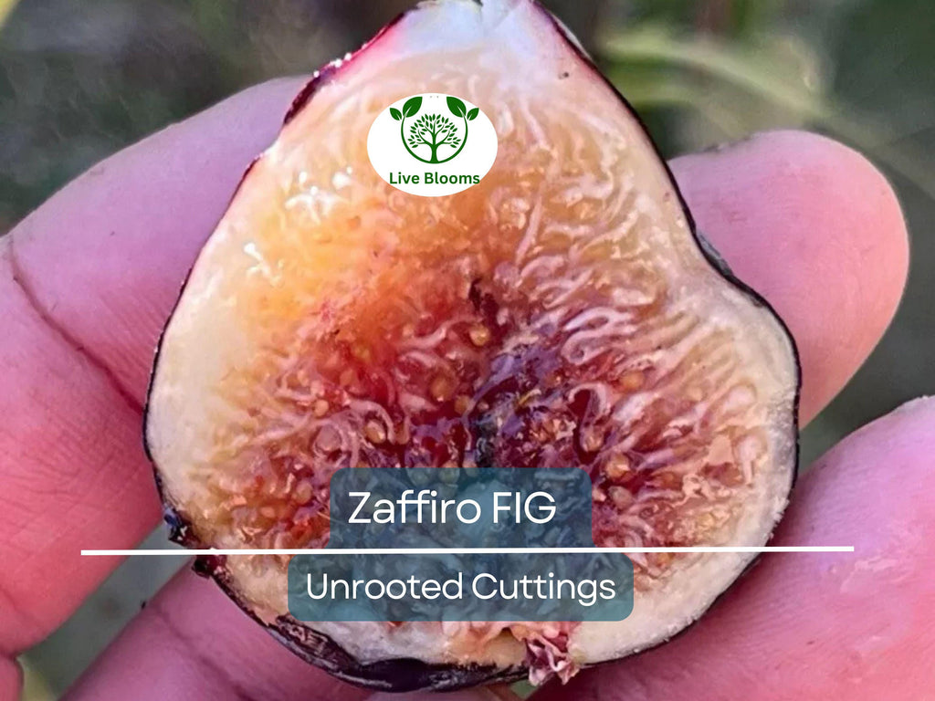 1 Zaffiro Fig Tree 6-8” (Ficus carica) - Premium Fresh Edible Figs, Great for Home Gardens