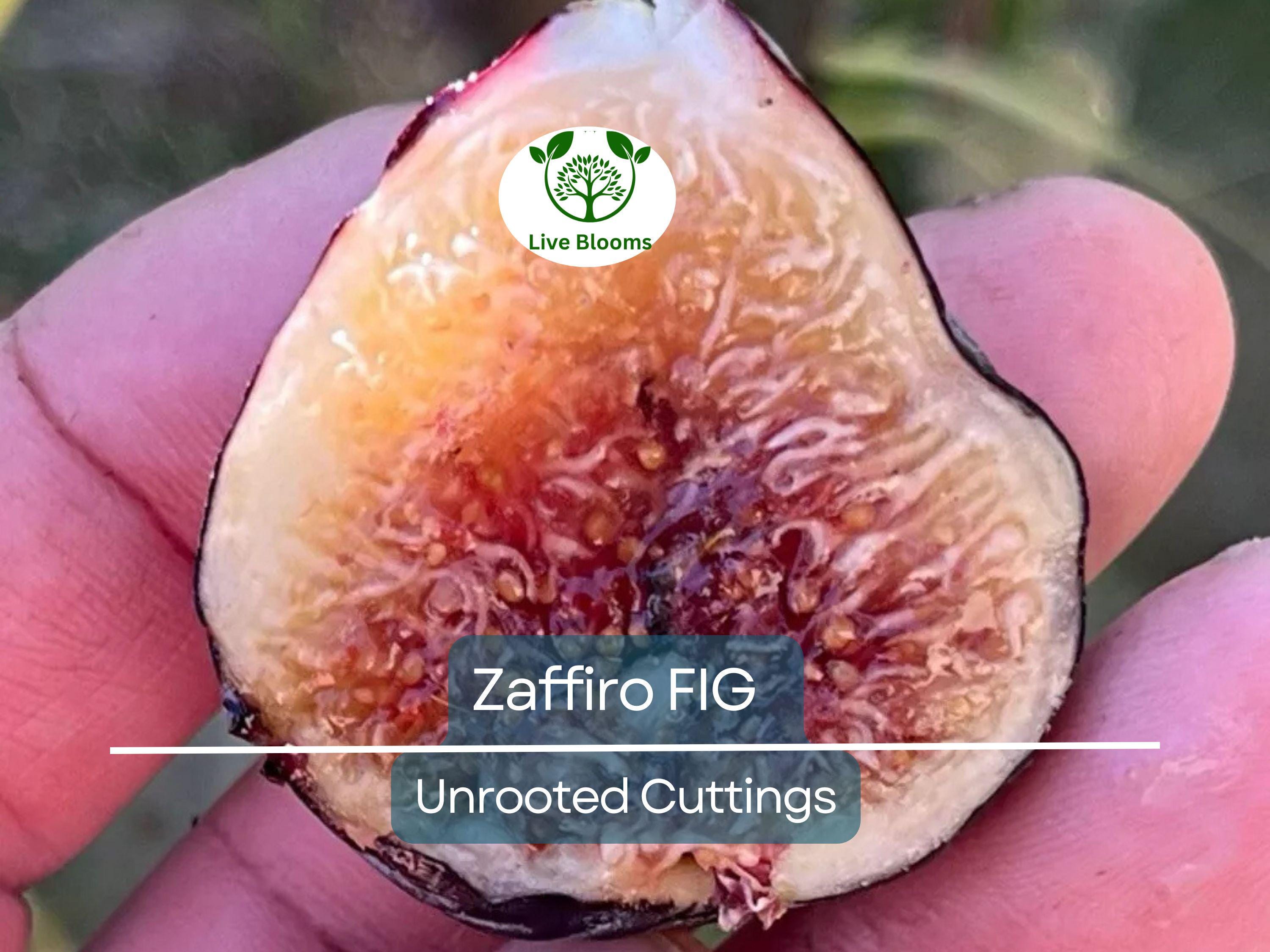 1 Zaffiro Fig Tree 6-8” (Ficus carica) - Premium Fresh Edible Figs, Great for Home Gardens