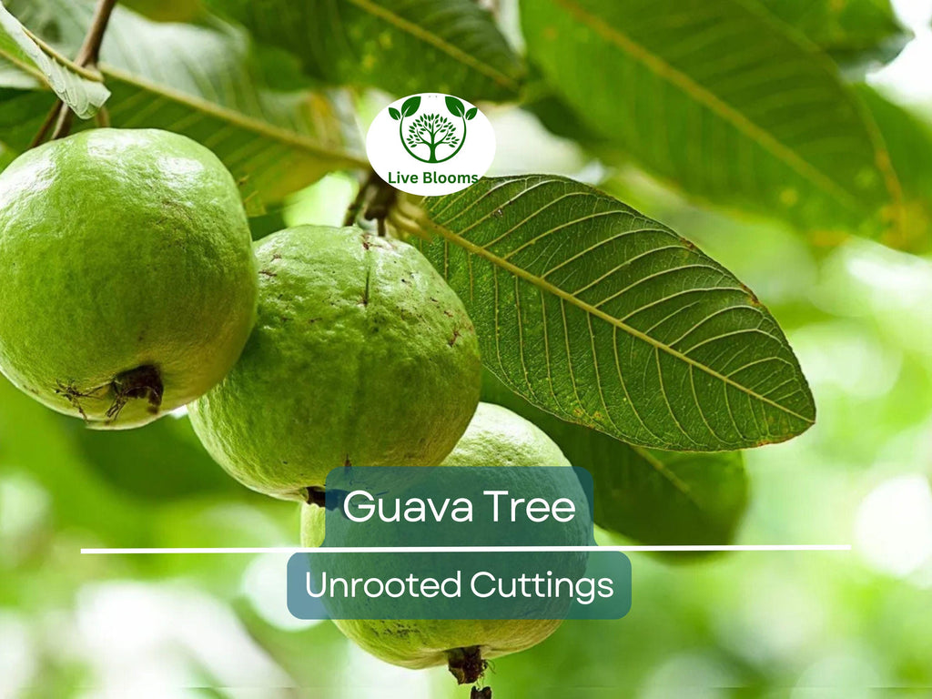 3 Guava Unrooted Cuttings 4-5" | Psidium Guajava | Tropical Fruit Tree, Guava Plant Propagation