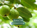 3 Guava Unrooted Cuttings 4-5" | Psidium Guajava | Tropical Fruit Tree, Guava Plant Propagation