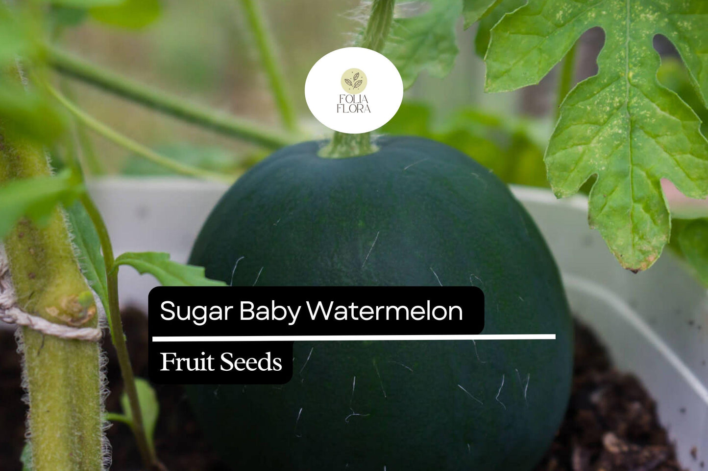 25 Seeds Sugar Baby Watermelon (Citrullus lanatus) – Sweet Icebox Watermelon for Home Gardens
