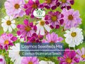 200 Seeds Cosmos Seashells Mix, Tubular Flowers, Rare AAS Winner, Non-GMO, Cosmos bipinnatus, Colorful Garden Blooms