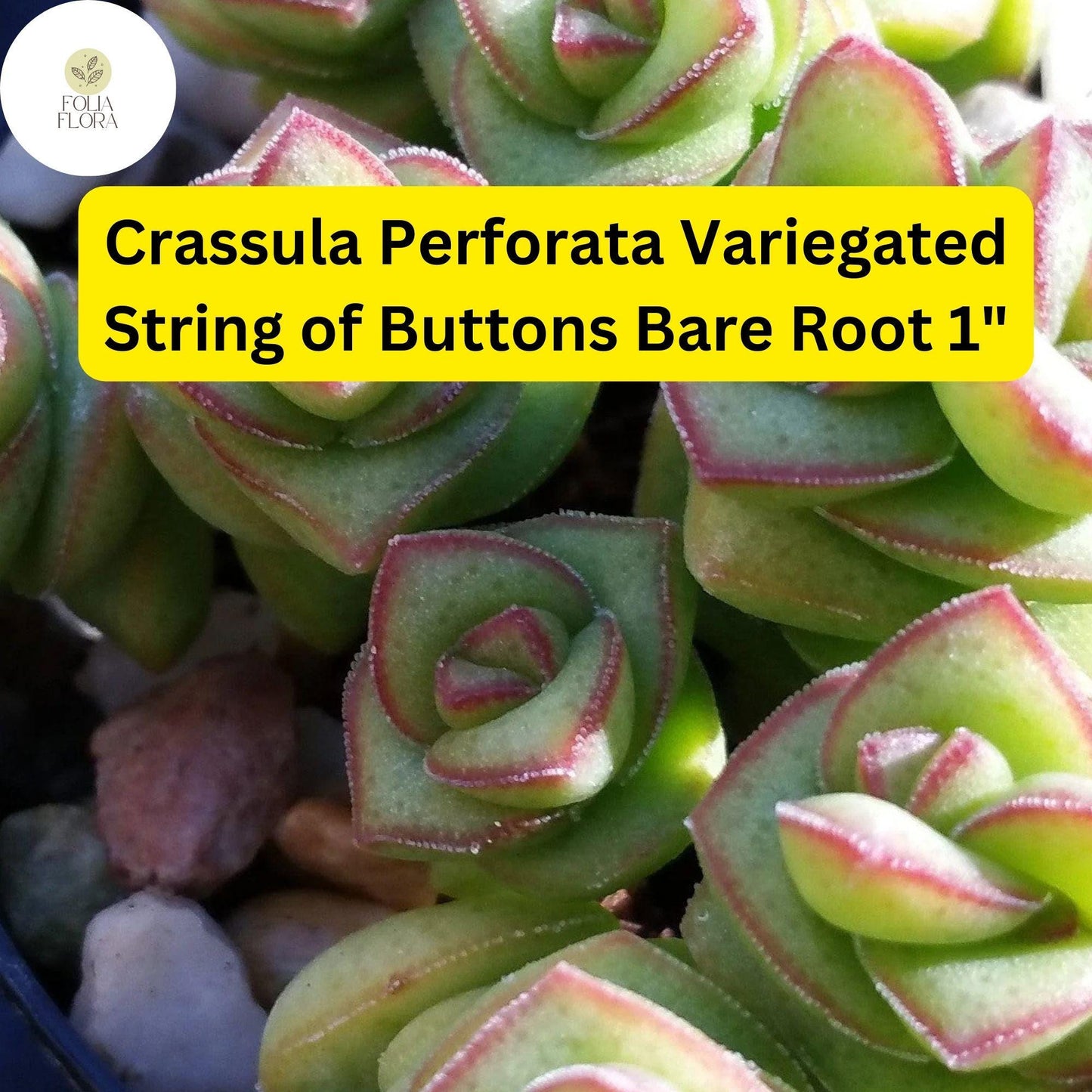 Crassula Perforata Variegated ‘String of Buttons’ | 2 Bare Root 1" Live Succulents | Stacked Leaves, Easy-Care, Unique Trailing Plant