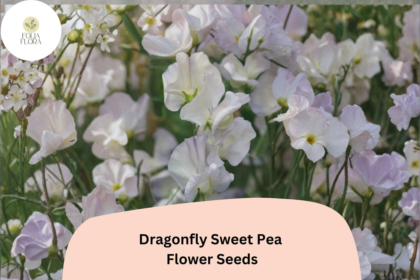 Dragonfly Sweet Pea Seeds | Lathyrus odoratus Bicolor Winged Blooms Garden Planting (50+ Seeds)