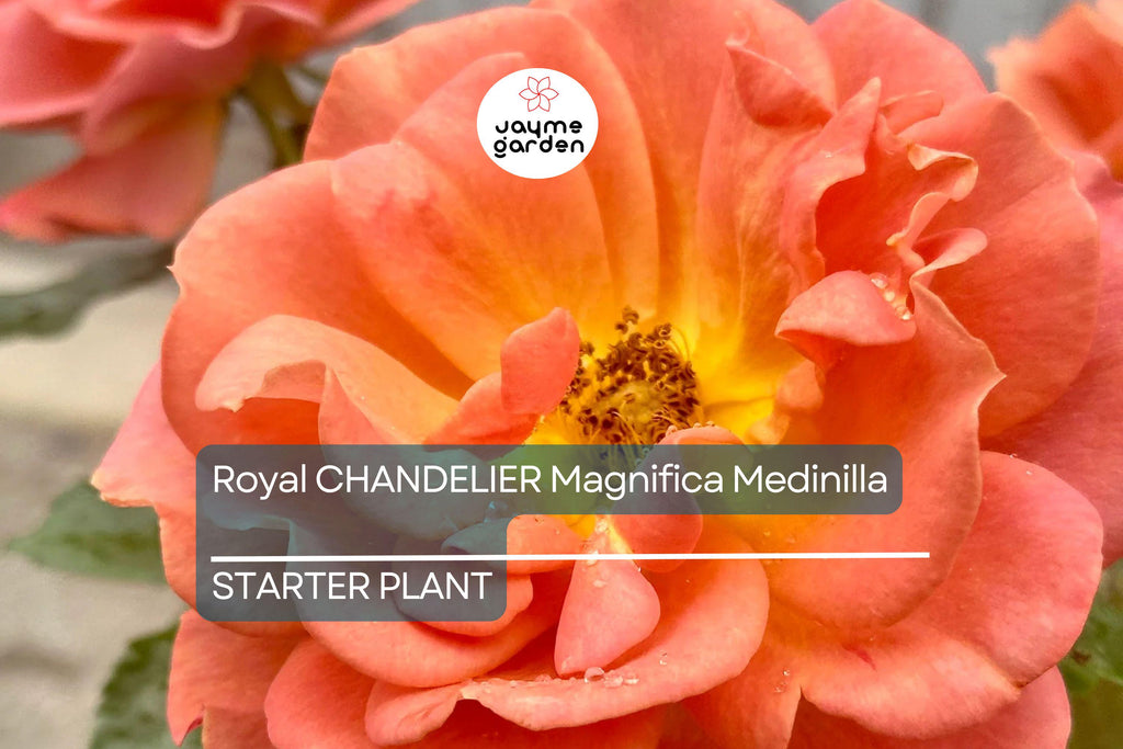 Pumpkin Patch Rose Starter Plant 6-10" Tall - Orange-Brown Blooms - Autumn Inspired, Full Sun, Rustic Garden Charm