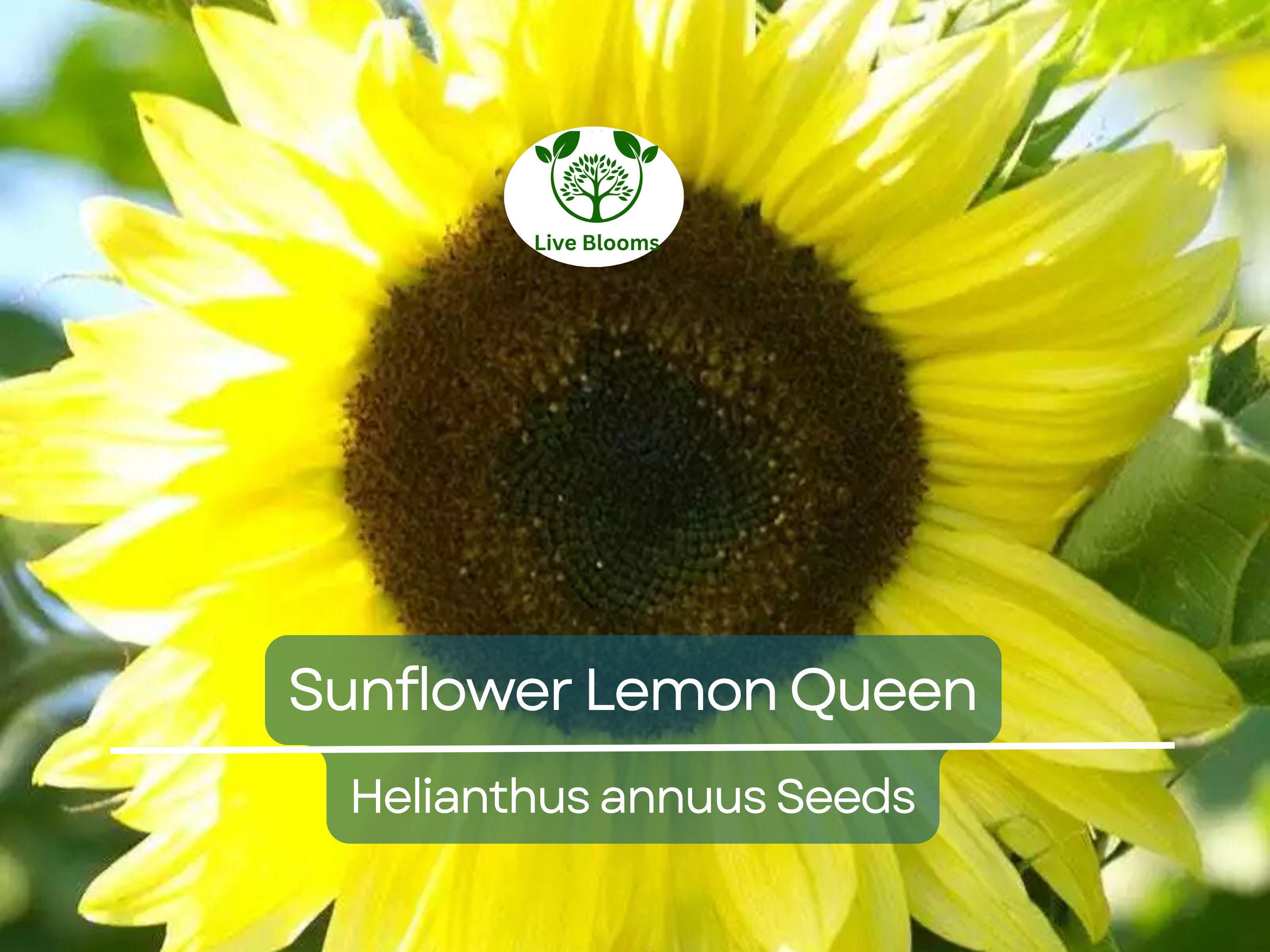 100 Sunflower Seeds - Lemon Queen | Helianthus annuus | Non-GMO, Cut Flower, Branching, Multiple Blooms, Pollinator Favorite