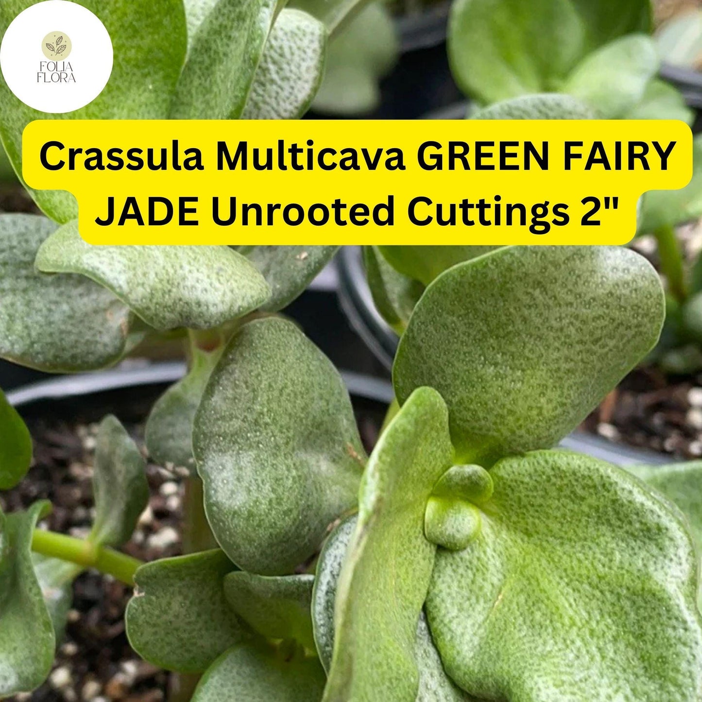 Crassula Multicava ‘Green Fairy Jade’ | 2 Unrooted 2” Cuttings | Fast-Growing, Easy-Care Succulent, Ground Cover, Unique Houseplant