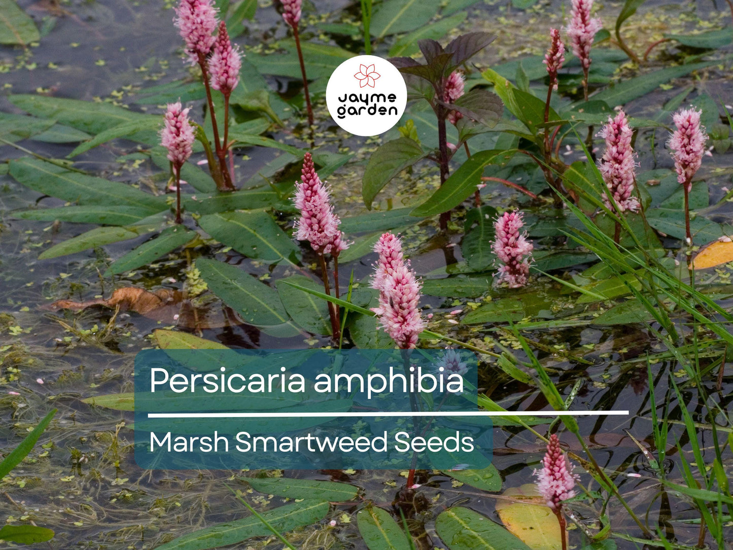 50 Seeds Persicaria Amphibia | Marsh Smartweed for Planting | Aquatic Perennial Water-Loving Plant | Wildlife Habitat & Pollinator-Friendly