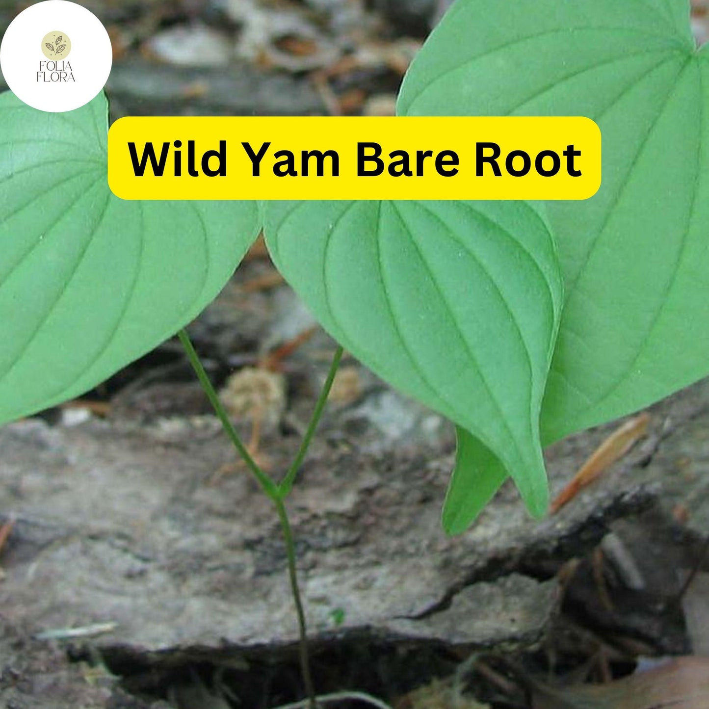 10 Bare Root Wild Yam Plants, Perennial Vine, Dioscorea villosa, Organic Wildflower Bulbs for Gardens
