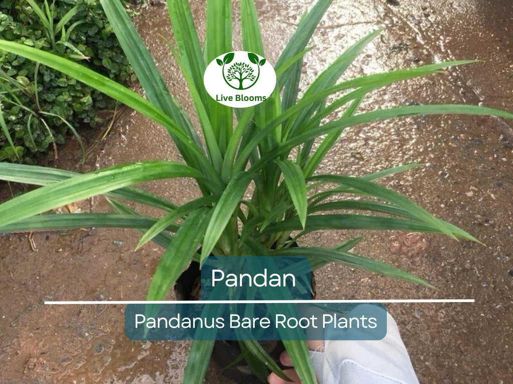 1 Live Pandan Plant – 6–8” Bare Root Tree with Roots – Aromatic Tropical Culinary Leaf Plant – Rare & Fragrant Herb