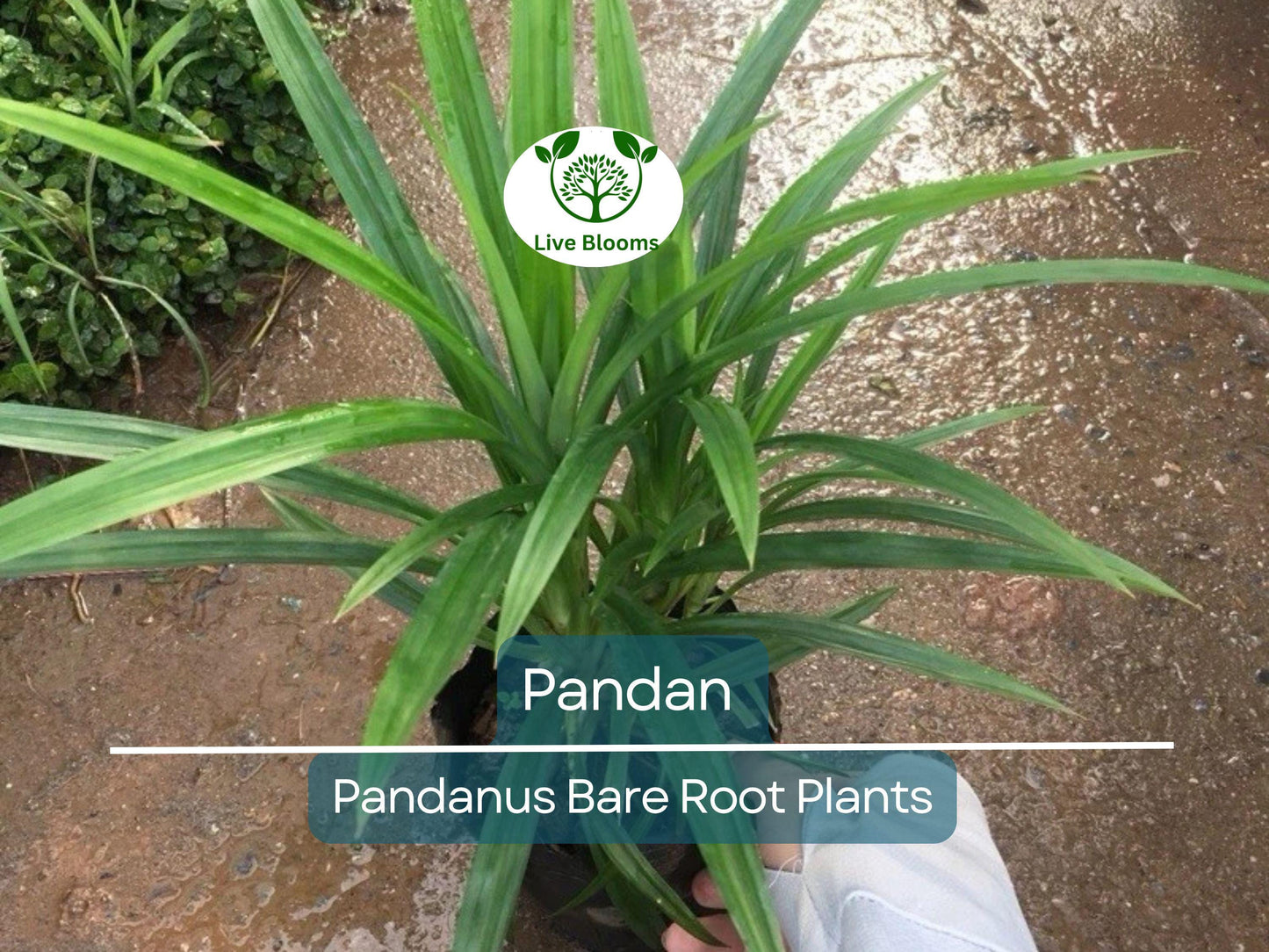 1 Live Pandan Plant – 6–8” Bare Root Tree with Roots – Aromatic Tropical Culinary Leaf Plant – Rare & Fragrant Herb
