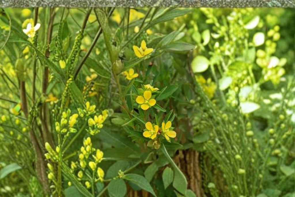 Seedbox – Ludwigia alternifolia, Native Wetland Wildflower | Yellow Summer Blooms (1,000 Seeds)