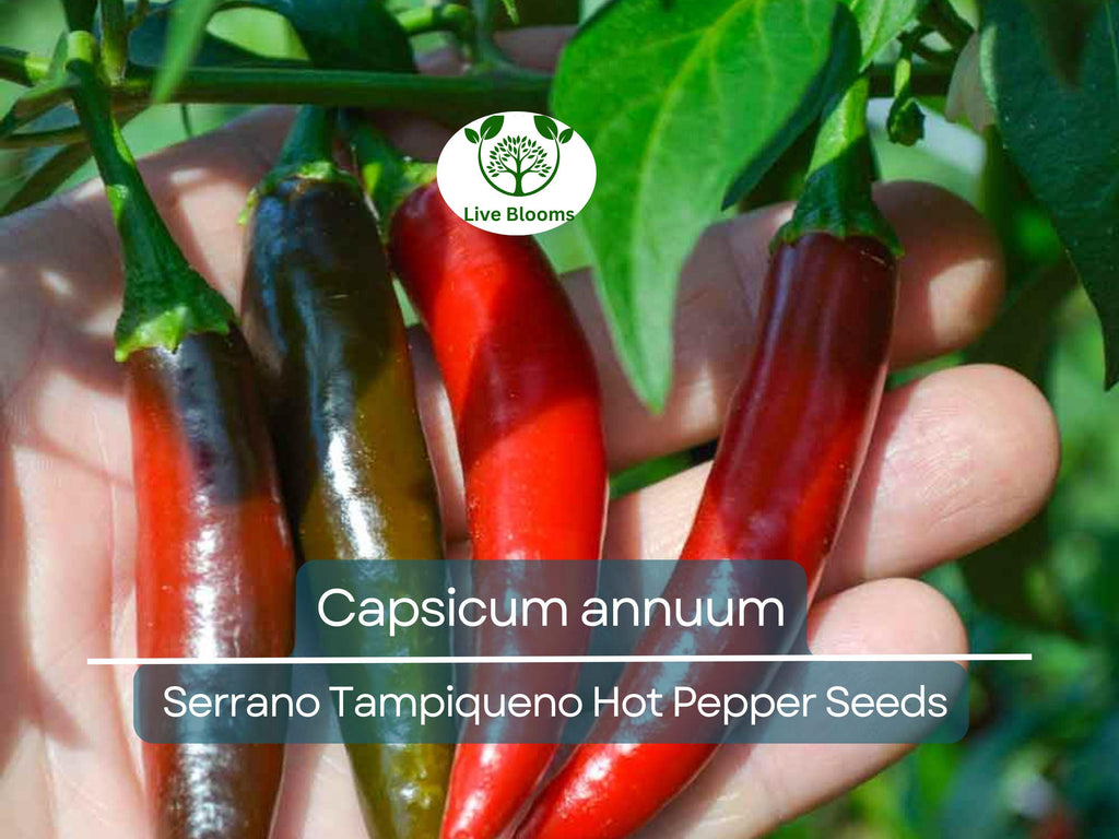 250 mg Seeds Serrano Tampiqueno Hot Pepper – Capsicum annuum | Heirloom Spicy Pepper Seeds for Planting, Gardening & Bold Flavor