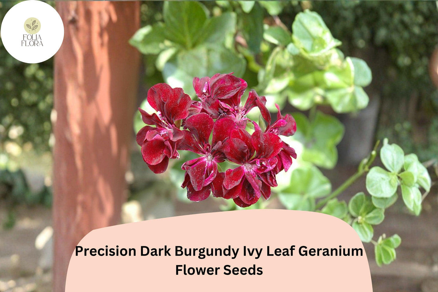 25+ Precision Dark Burgundy Ivy Leaf Geranium Seeds | Trailing Geranium | Deep Burgundy Blooms for Hanging Baskets