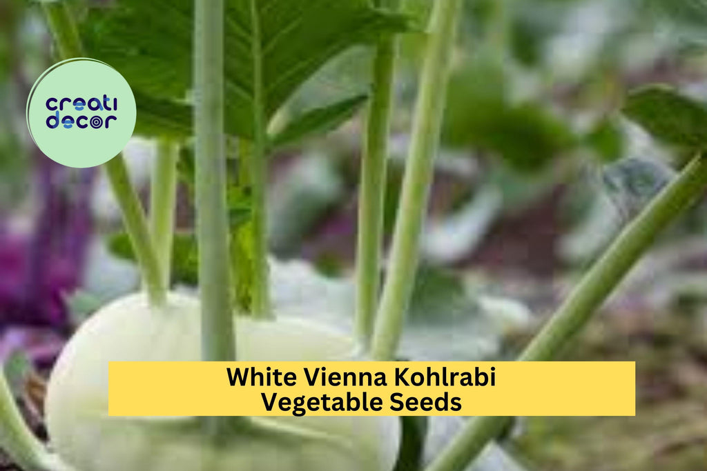 3pcs of 500mg White Vienna Kohlrabi Seeds – Mild, Crisp Bulb Vegetable for Spring & Fall Home Garden Planting Seeds for Planting