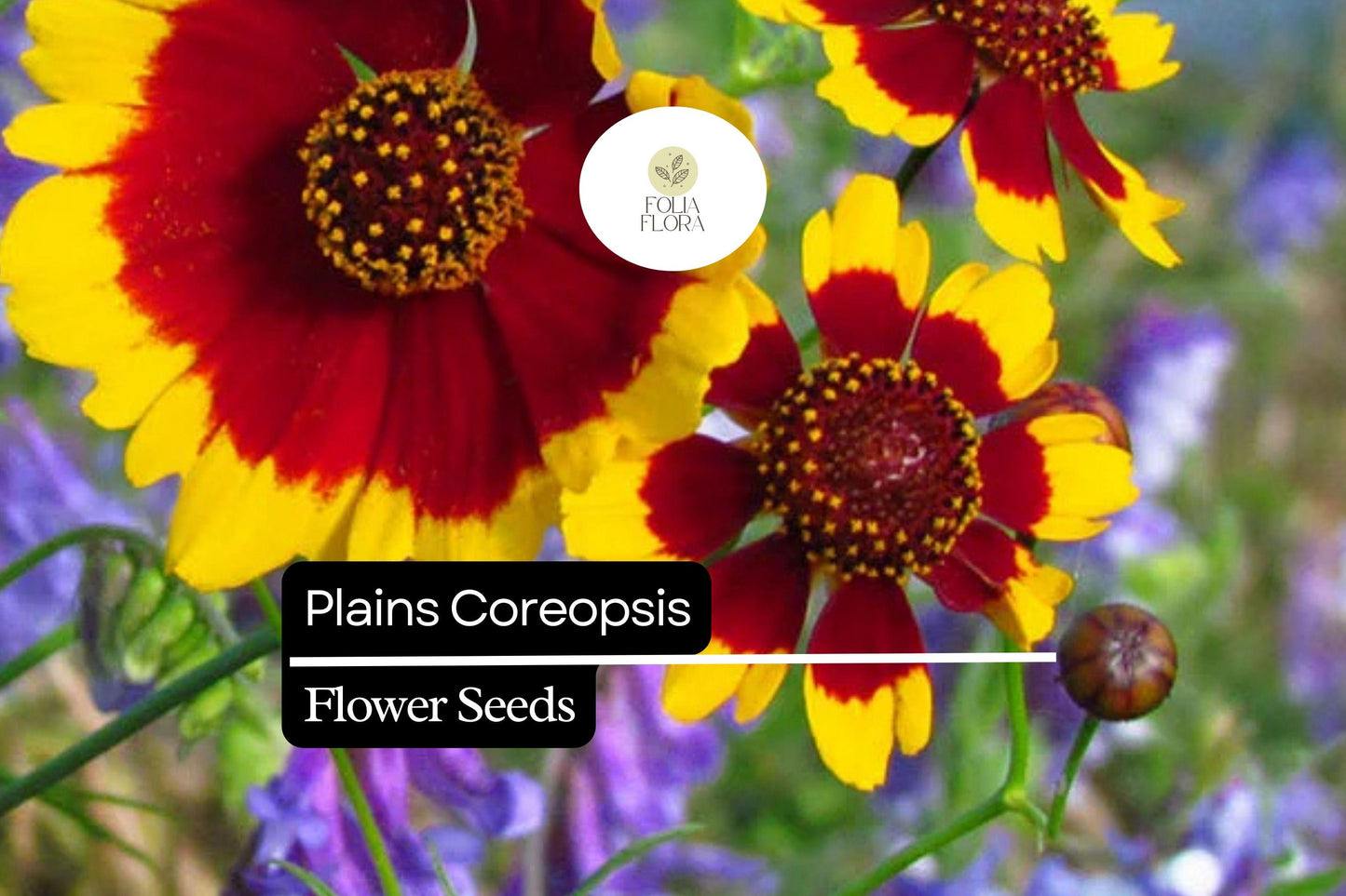 Plains Coreopsis, Coreopsis Tinctoria, Vibrant Yellow and Red Wildflowers for Pollinator Gardens