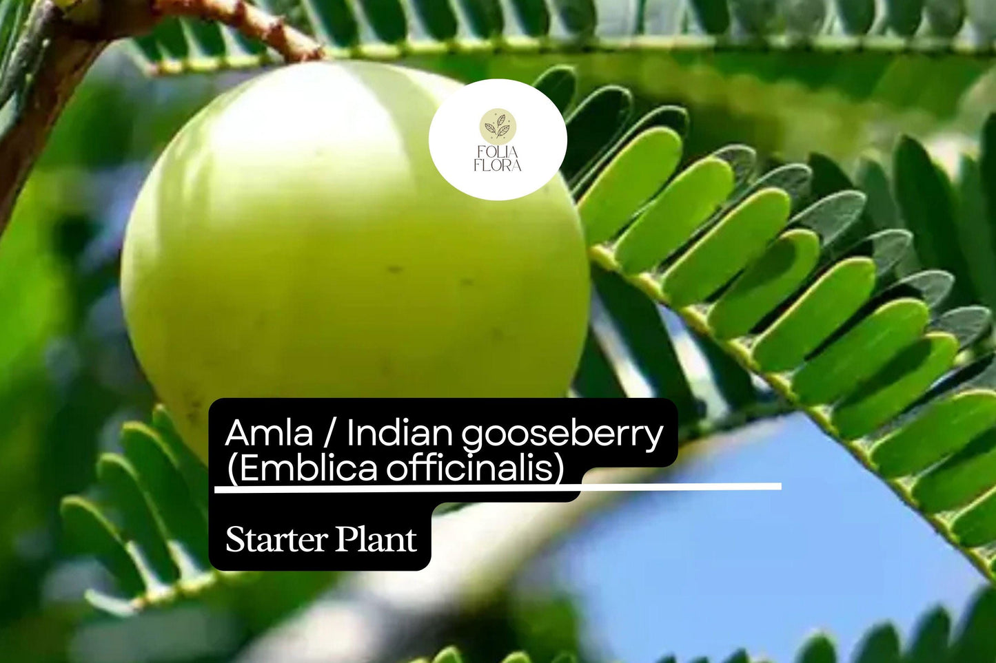 1 Starter Plant Amla (Emblica officinalis) 12"-24" Live Indian Gooseberry Tree for Gardens