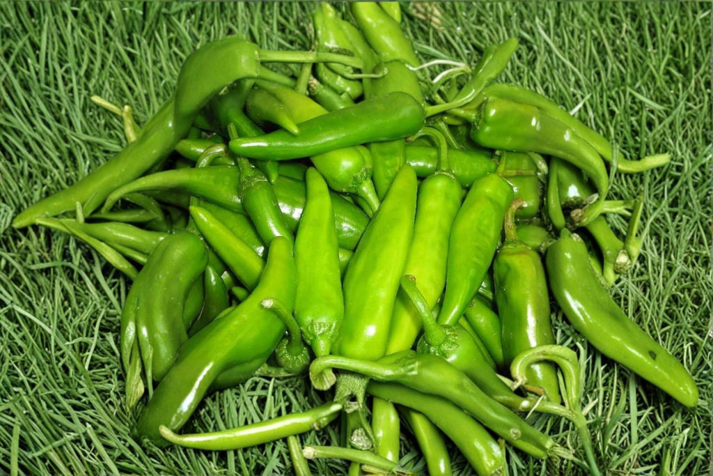 Lumbre – Hot Pepper 25 Seeds | New Mexico Chili | Very Hot | Bold Southwestern Flavor