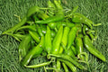 Lumbre – Hot Pepper 25 Seeds | New Mexico Chili | Very Hot | Bold Southwestern Flavor