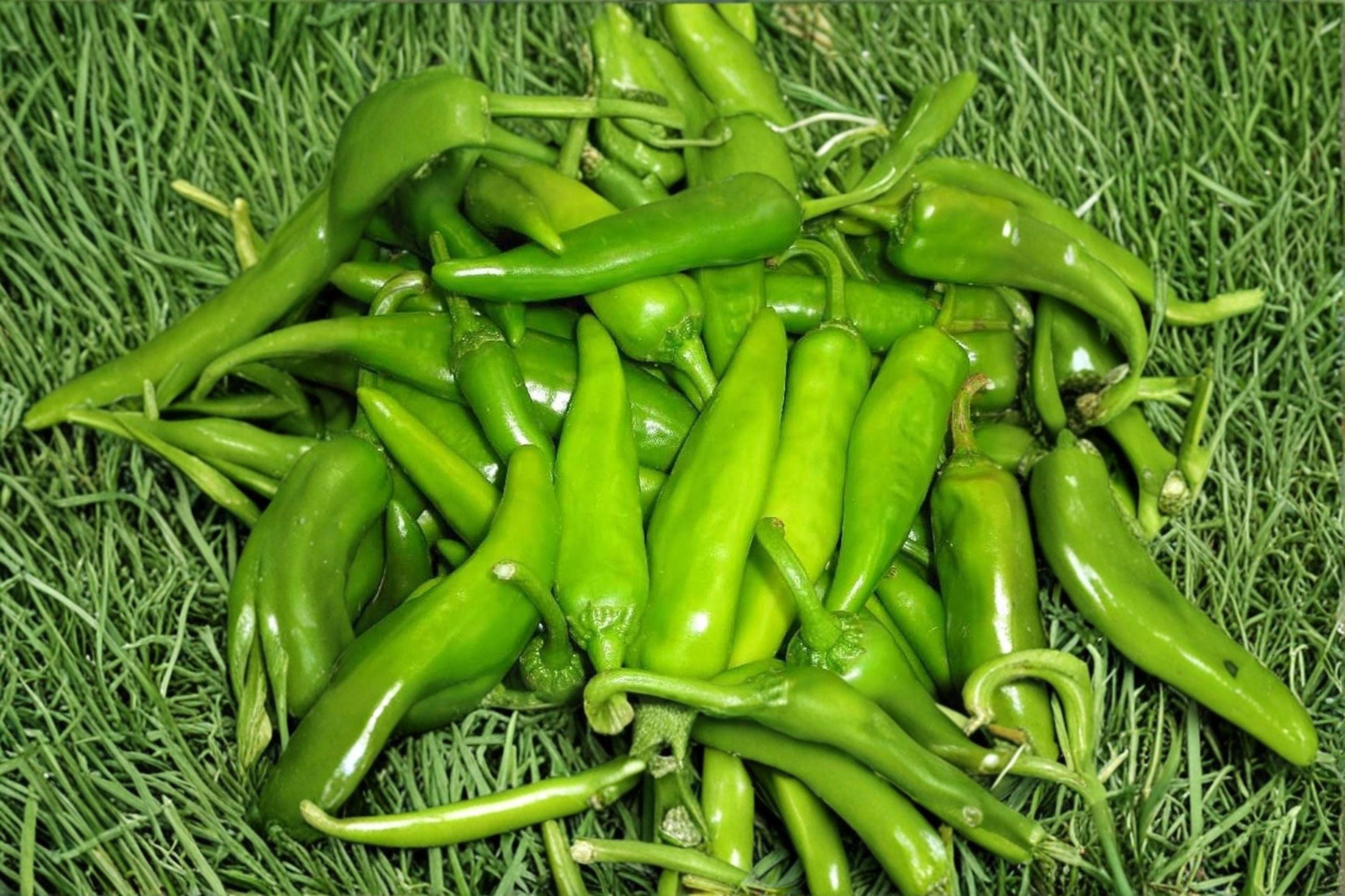 Lumbre – Hot Pepper 25 Seeds | New Mexico Chili | Very Hot | Bold Southwestern Flavor