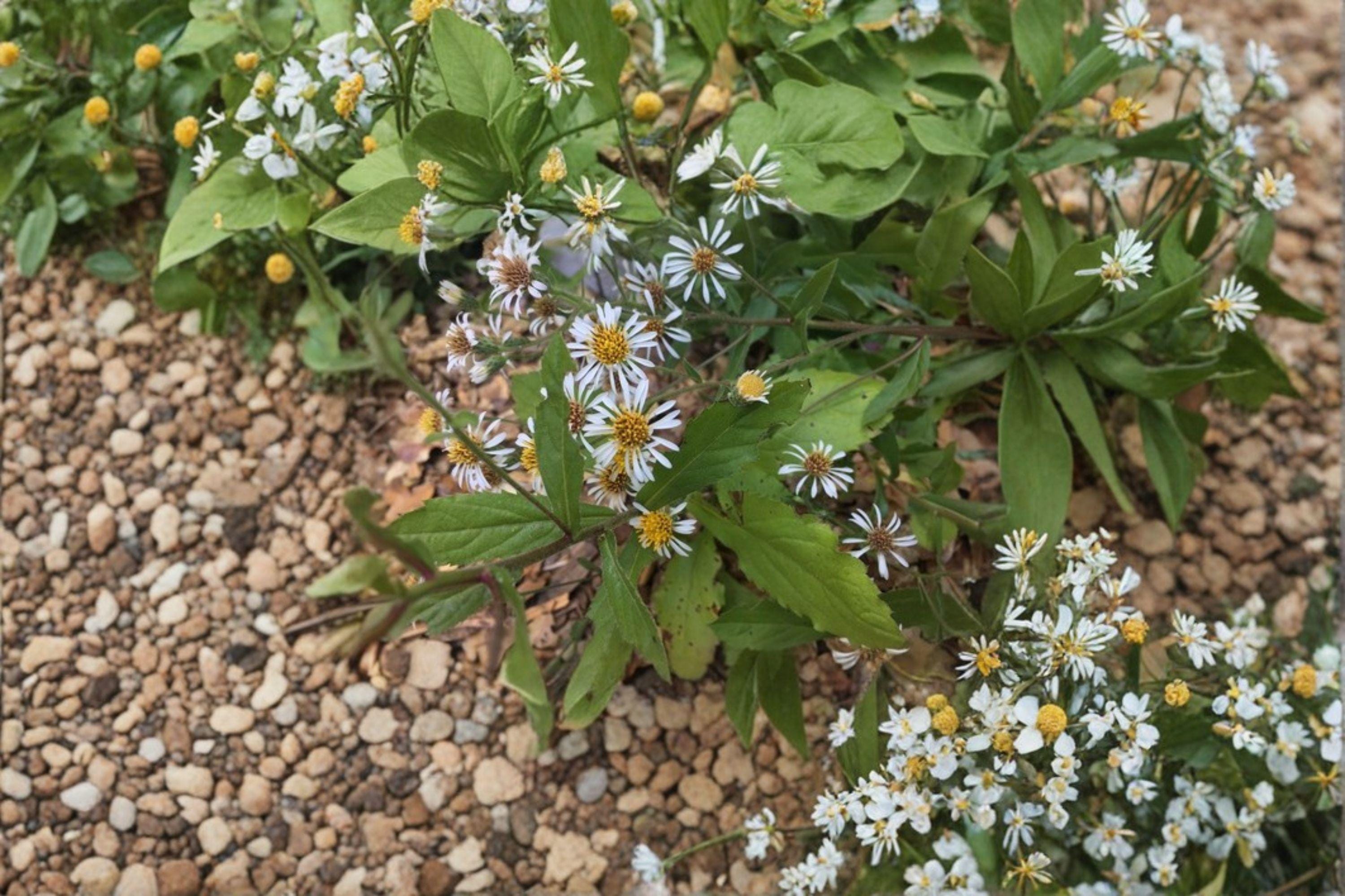 Eurybia schreberi – Schreber's Wood Aster | 100 Seeds | Native Woodland Aster Wildflower | Pollinator Garden Plant