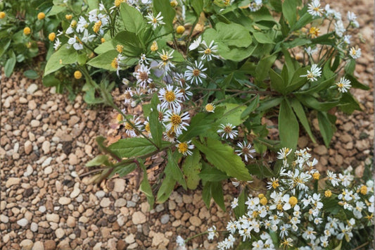 Eurybia schreberi – Schreber's Wood Aster | 100 Seeds | Native Woodland Aster Wildflower | Pollinator Garden Plant