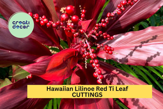 3 Lilinoe Red Ti Leaf Cuttings | Hawaiian Cordyline Fruticosa 6" Starter Logs | Tropical Garden or Patio Plant | USA Seller