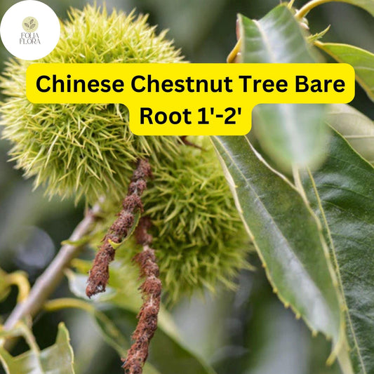 2 Castanea mollissima Chinese Chestnut Tree - Live Bare Root Plant 1'-2' for Zones 4-8 - Edible Nuts, Hardy Tree