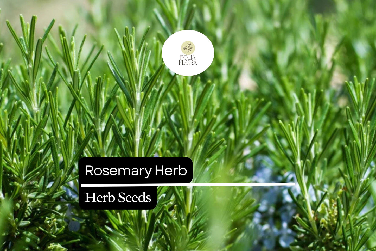 100 Seeds Rosemary (Salvia rosmarinus) – Aromatic Herb for Culinary and Ornamental Gardens