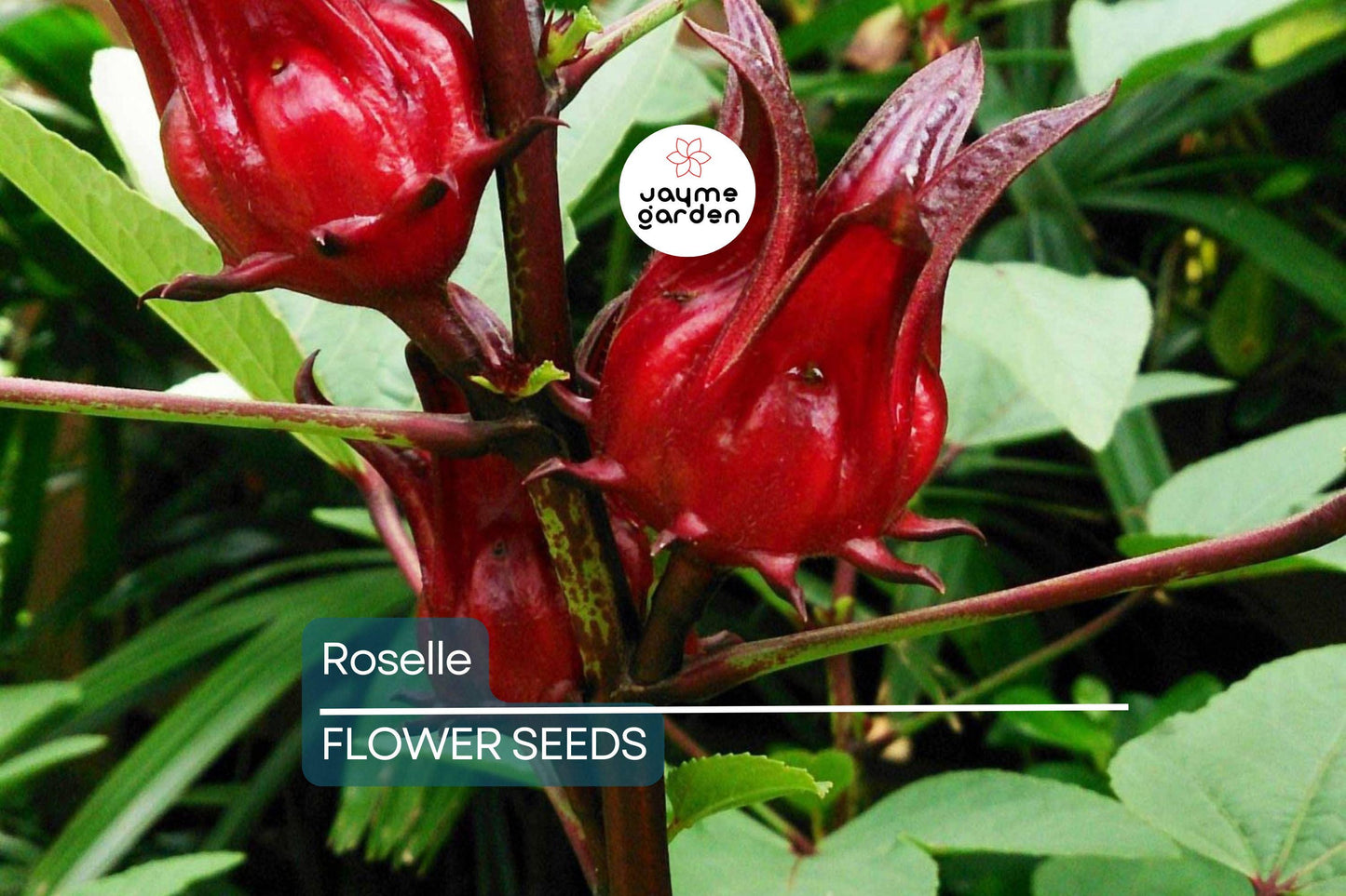50 Roselle Seeds | Hibiscus sabdariffa | Asian Sour Leaf | Heirloom, Edible & Medicinal