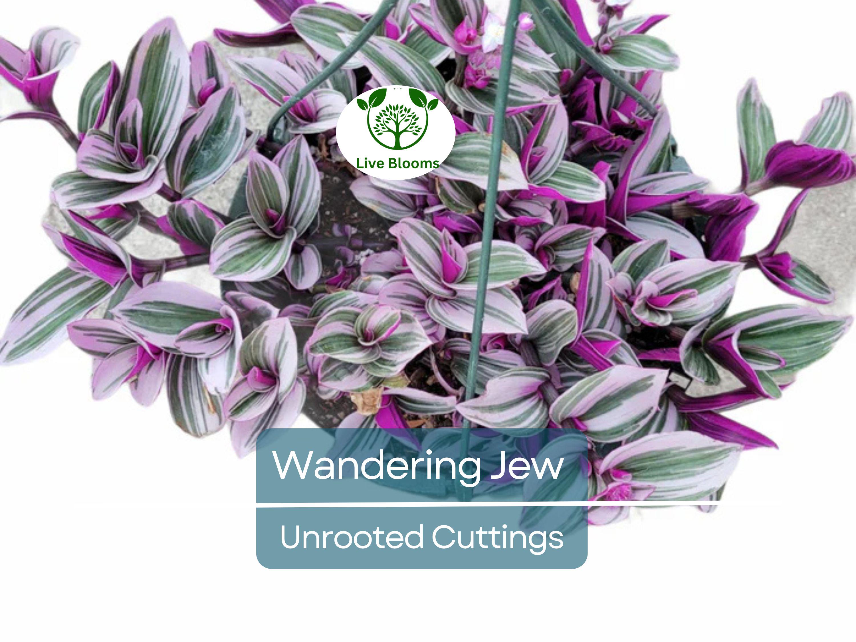 10 Unrooted Cuttings 5-7" Wandering Jew Tradescantia Purple Zebrina Plant | Easy to Grow, Indoor Hanging Vine, Gorgeous Variegated Leaves