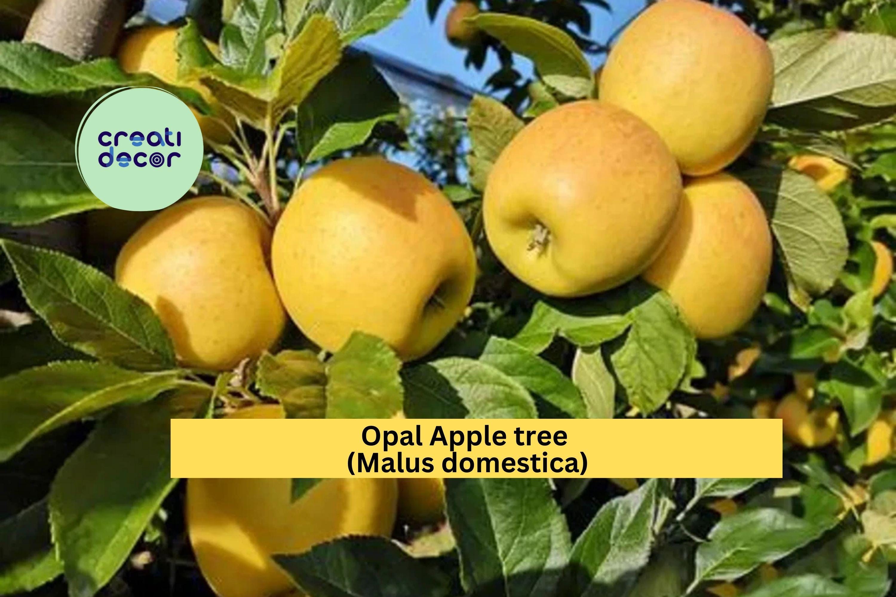 Opal Apple Tree Cuttings | 3 Fresh Malus domestica Scions | Rooting or Grafting Wood for Fruit Tree Propagation