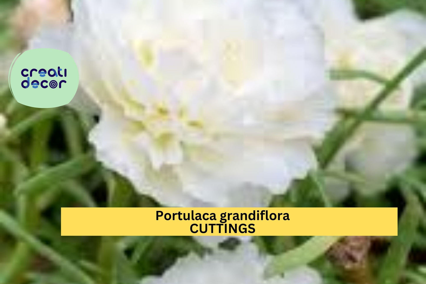1 Portulaca grandiflora 'Spearmint' | New Color Cuttings | Unrooted Moss Rose Stems | Drought Tolerant Succulent Blooms