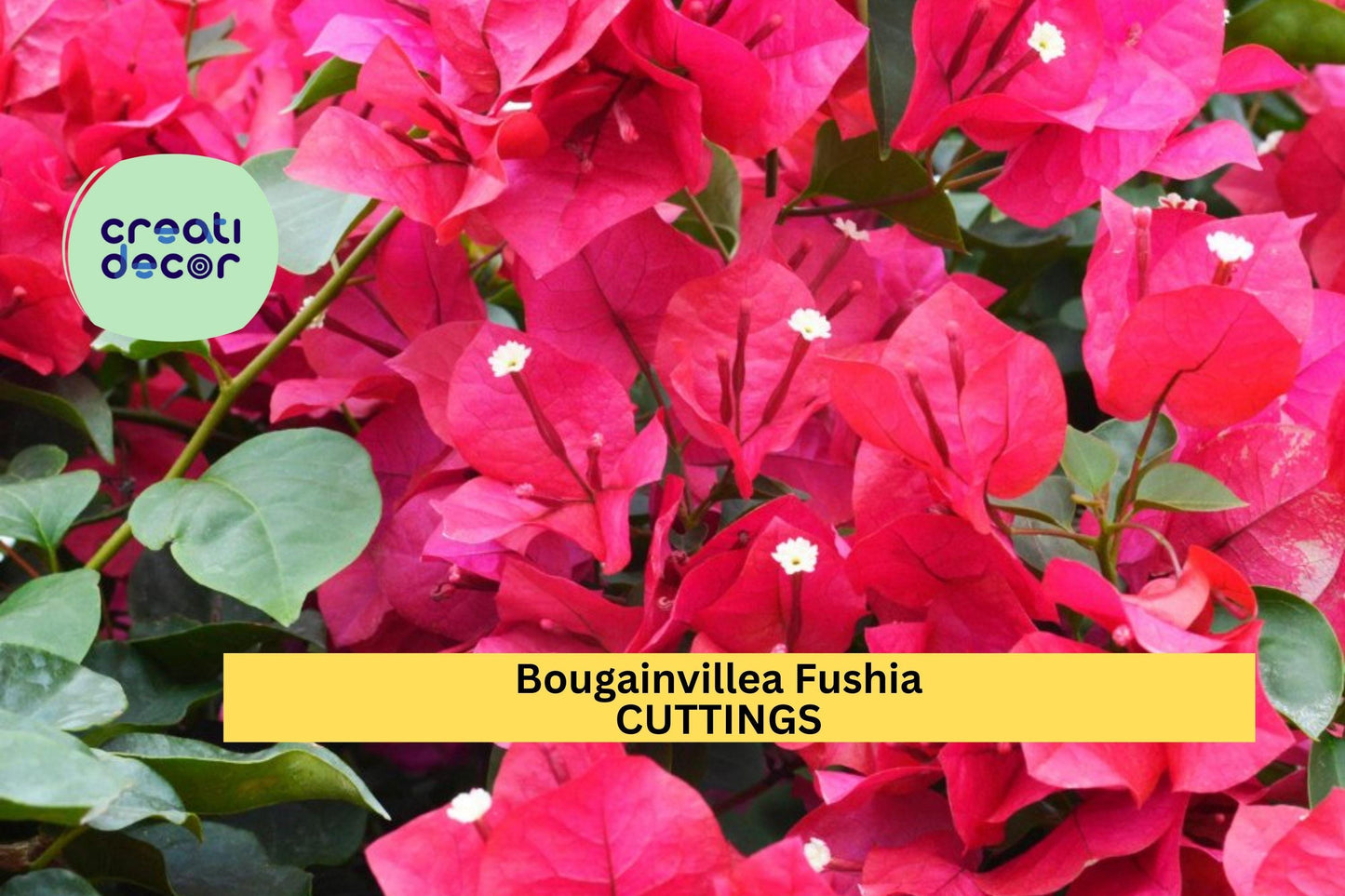 8 Fuchsia Bougainvillea Cuttings | Vibrant Flowering Vine Starter | Stunning Tropical Plant for Fences, Walls, Containers