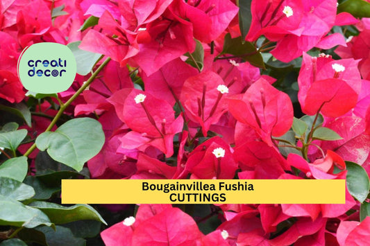 8 Fuchsia Bougainvillea Cuttings | Vibrant Flowering Vine Starter | Stunning Tropical Plant for Fences, Walls, Containers