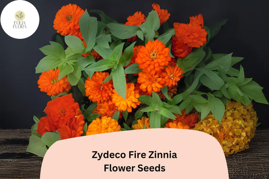100+ Zydeco Fire Zinnia Seeds | Vibrant Red-Orange Blooms | Annual Garden Flowers, Easy Grow, Cut Flower Variety