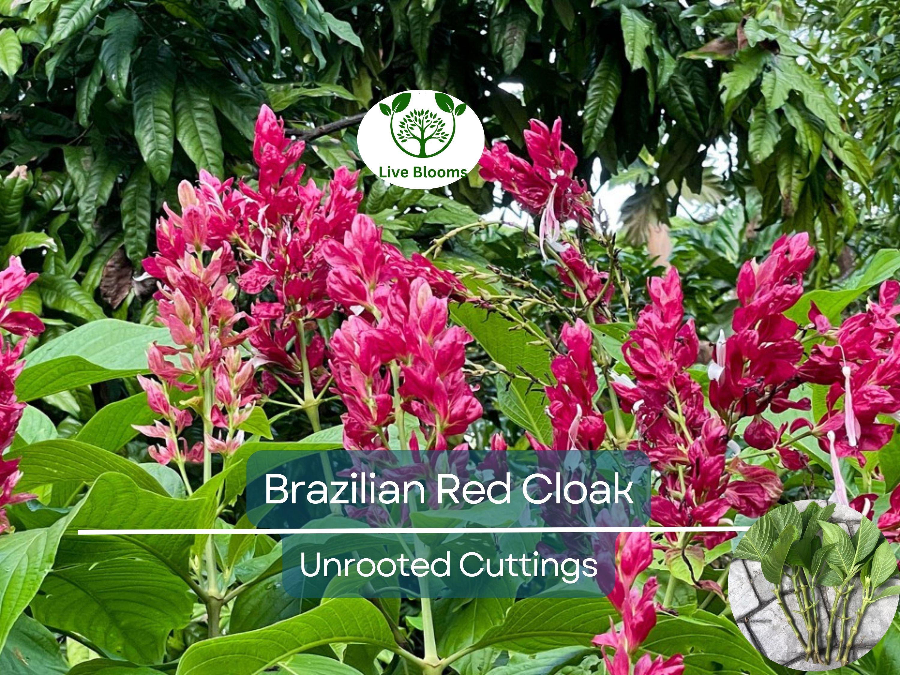 7 Brazilian Red Cloak Unrooted Cuttings 5-8" Easy to Root, Gorgeous Tropical Shrub, Great for Gardens, Landscapes, Privacy Hedge, Organic
